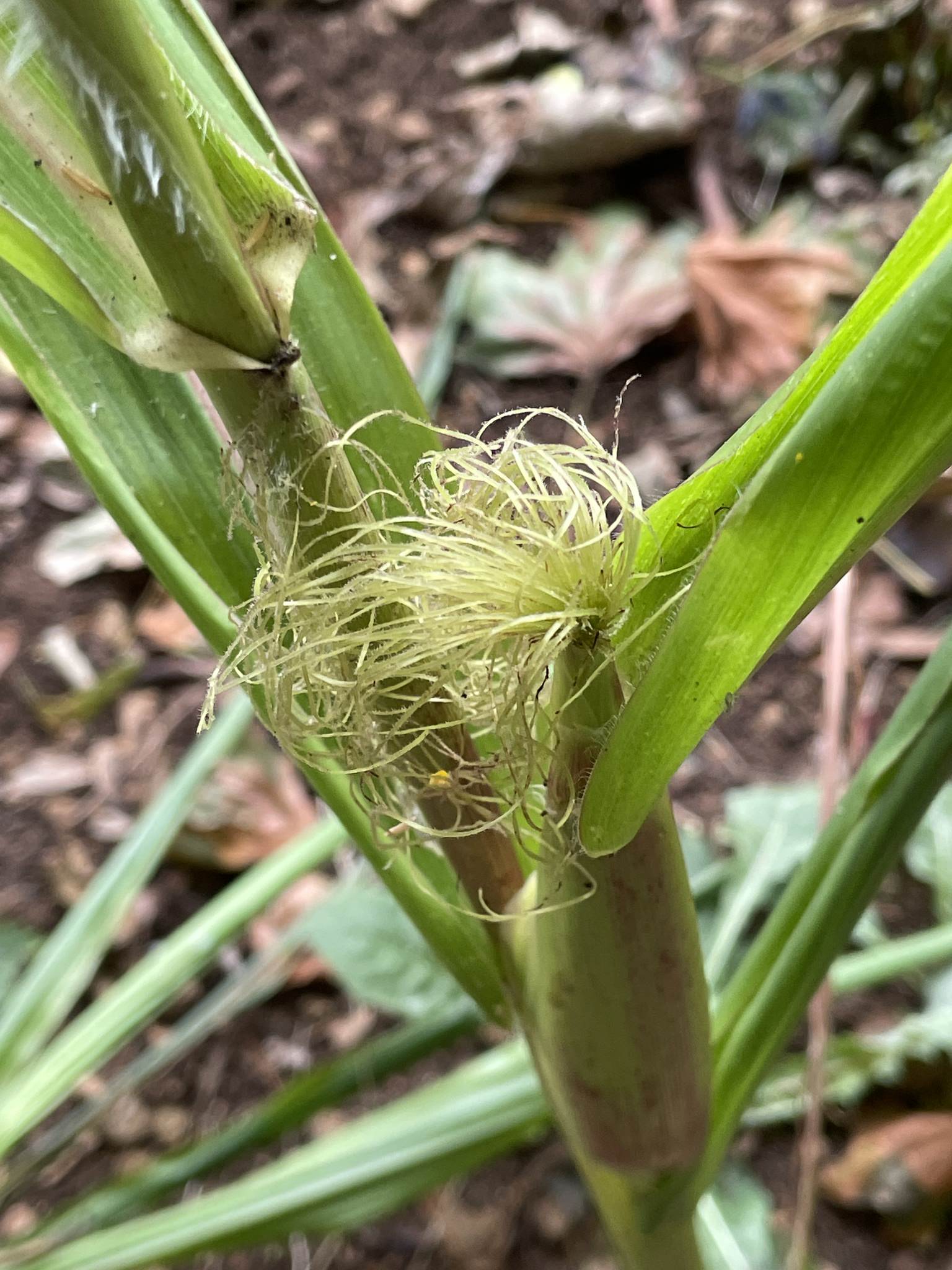 Zea mays